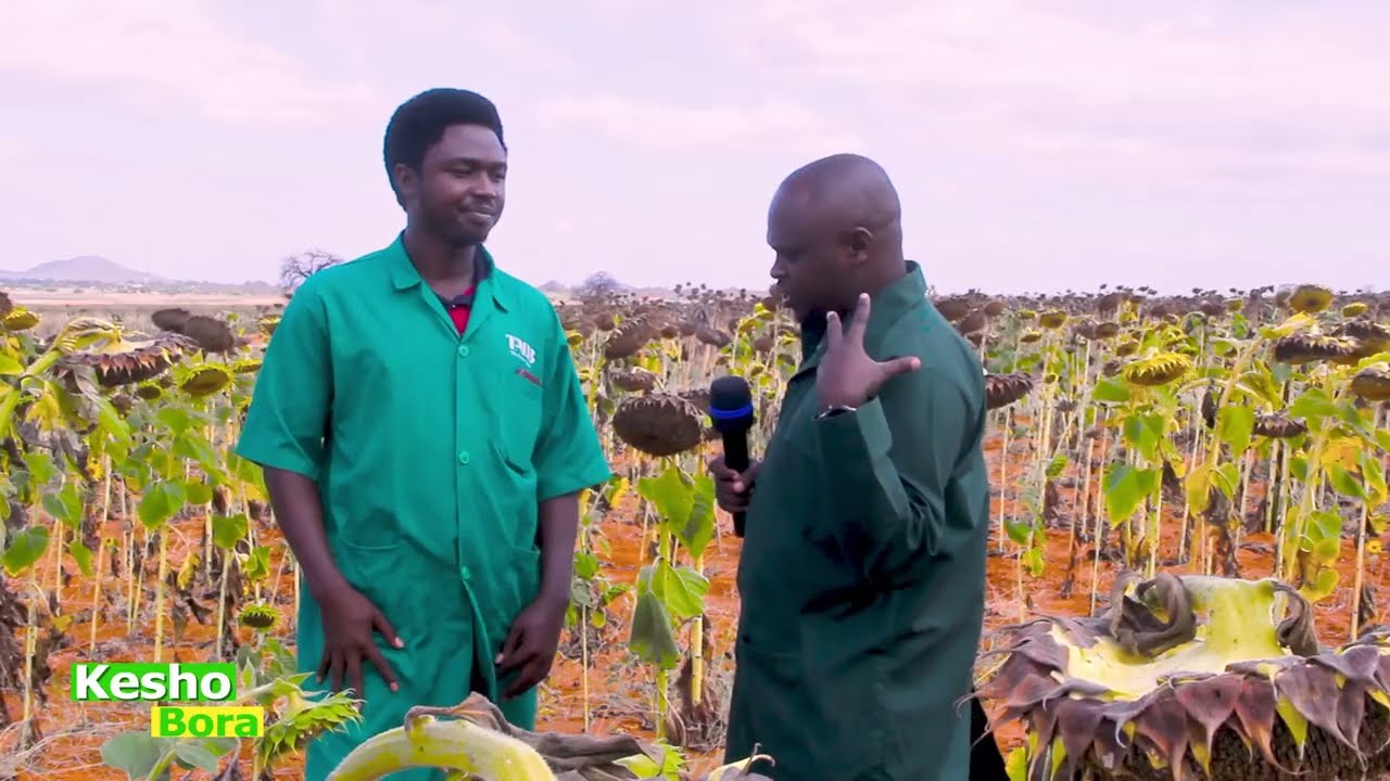 #TBCSHAMBANI KESHO BORA - VIJANA WA BBT WAZALISHA ZAIDI YA HEKARI 380 ZA ALIZETI CHINANGALI DODOMA