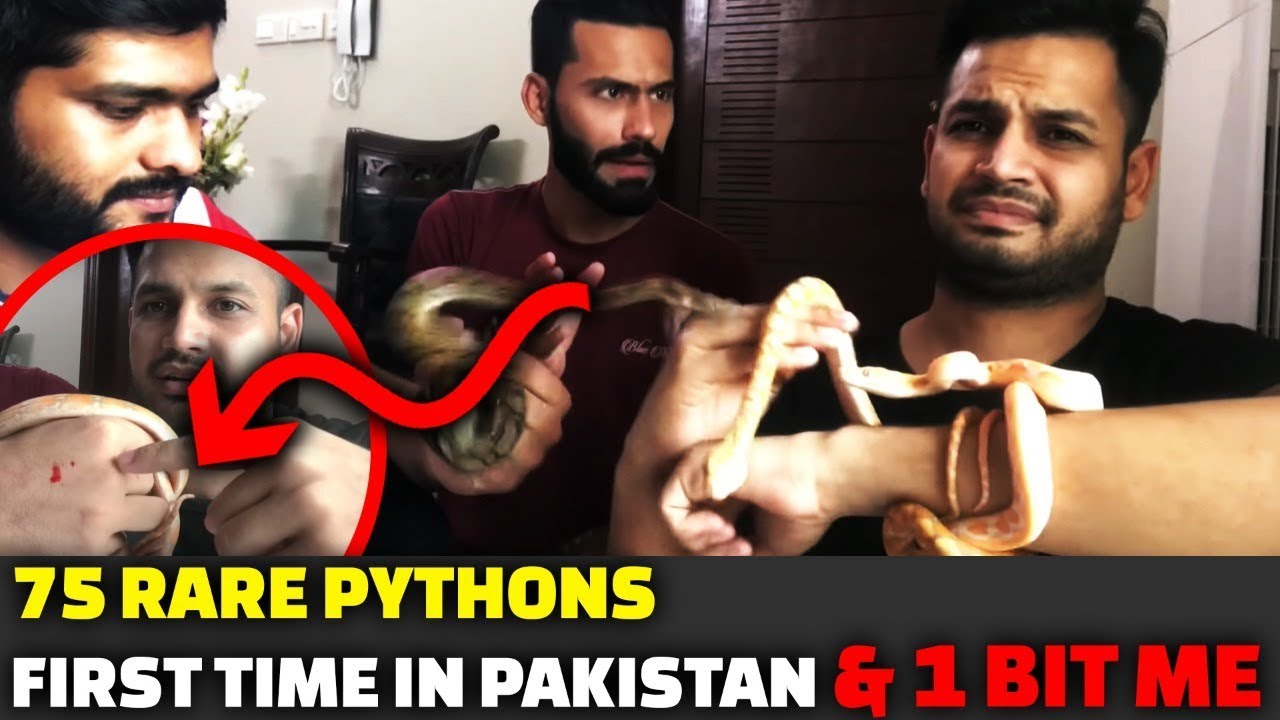 75 Rare Pythons First Time In Pakistan & 1 BIT ME!! | Azlan Shah