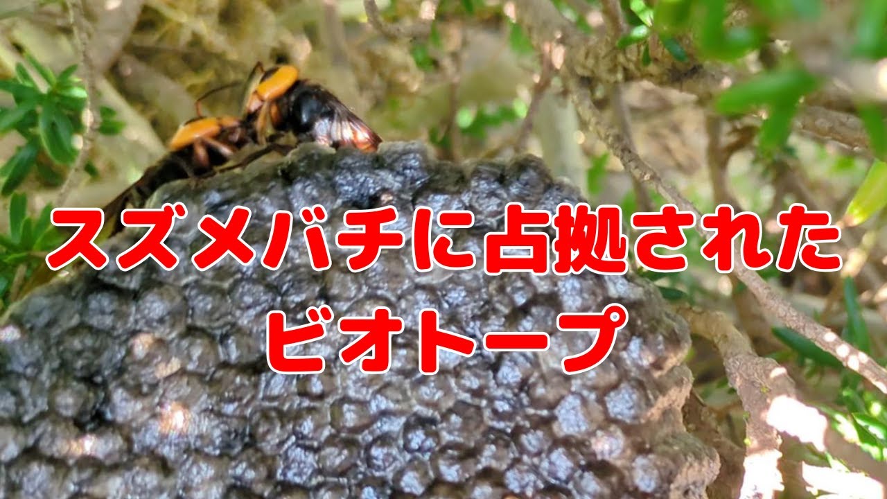アシナガバチの巣が壊滅…スズメバチ襲撃の一部始終