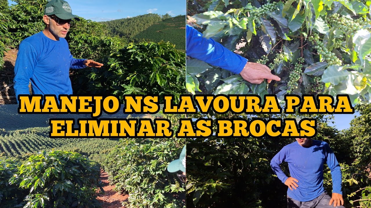 CAFÉ NO SEQUEIRO PRODUZ SIM BASTA CUIDAR 