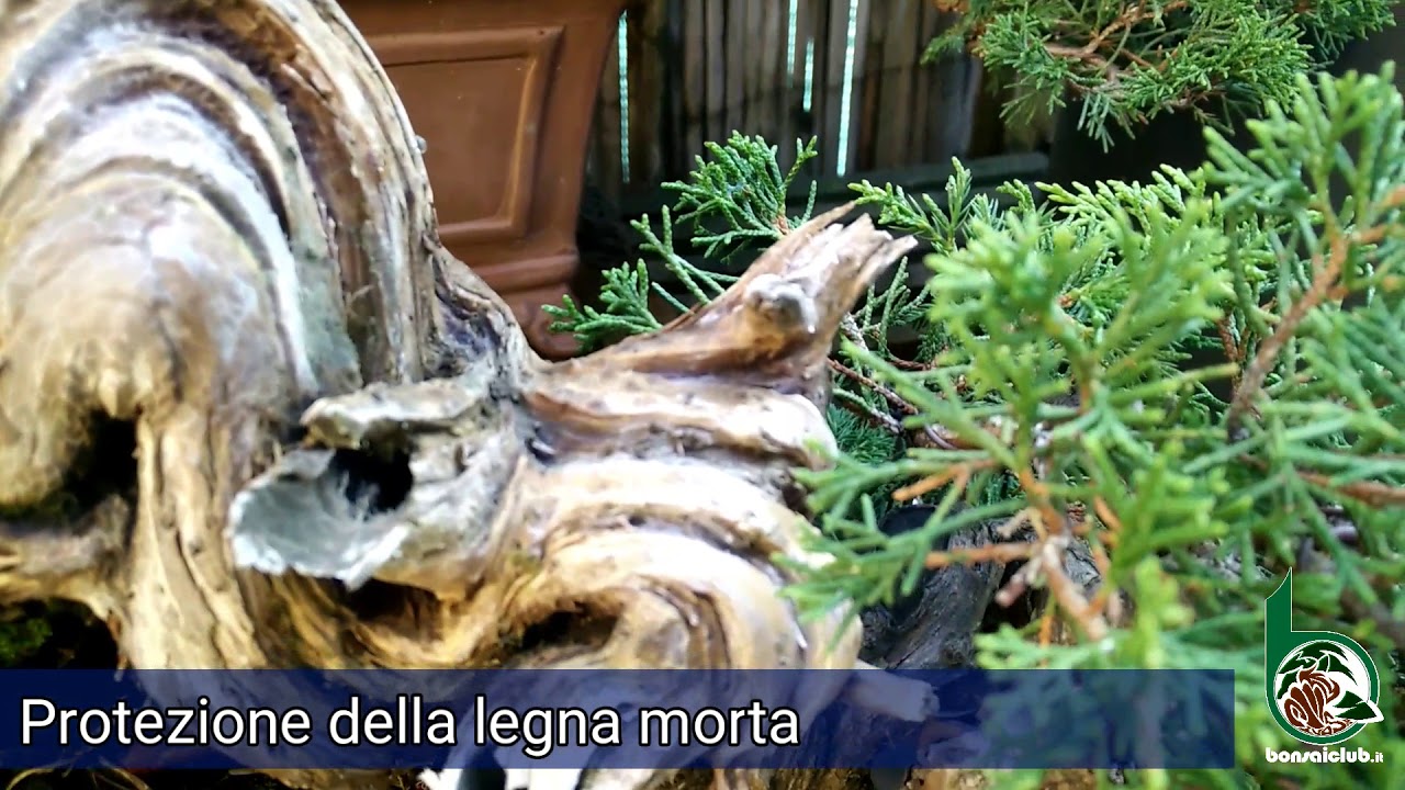 Protezione della legna morta di un bonsai.