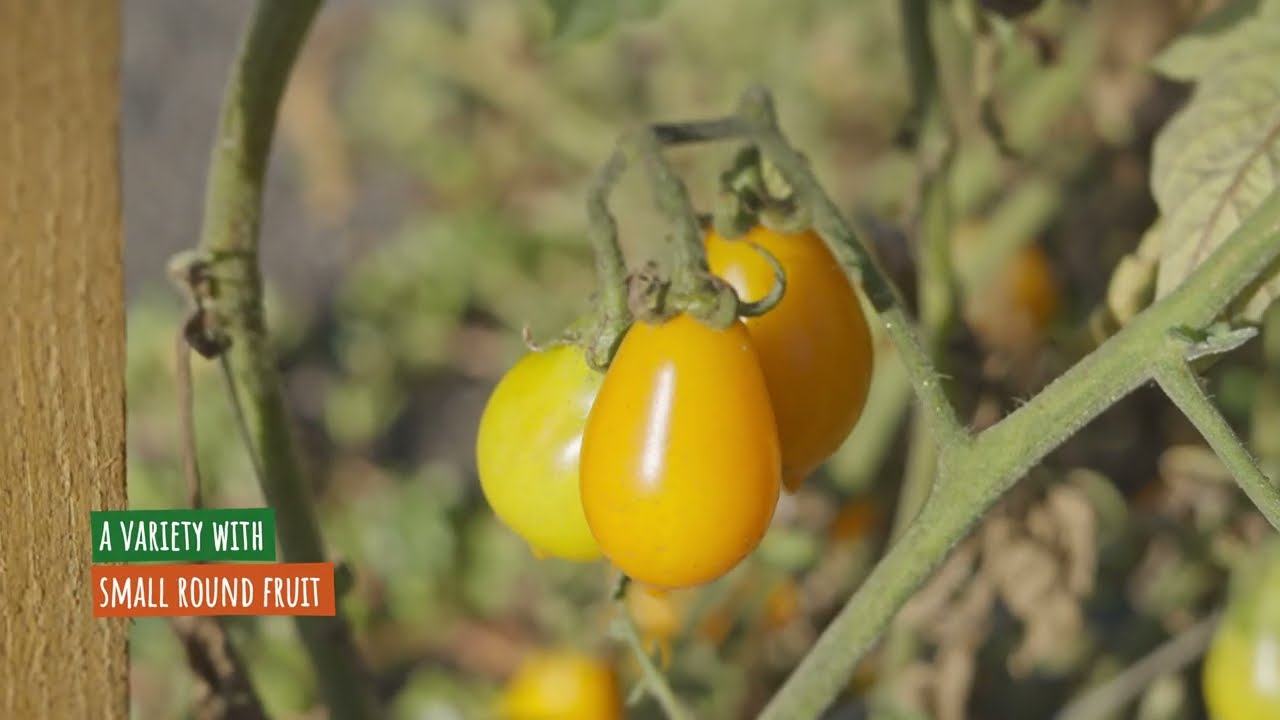Exploring the Sweetness of Yellow Datterino Tomatoes