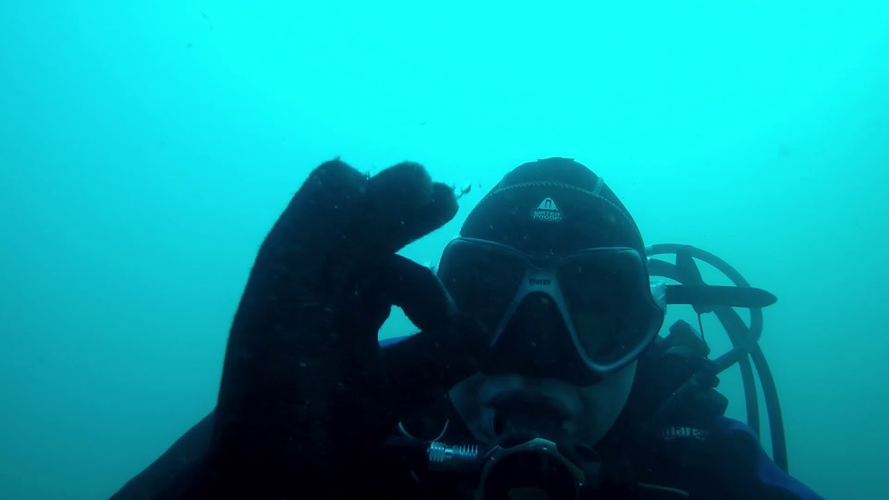 diving in Brixham with seals on the pontoon