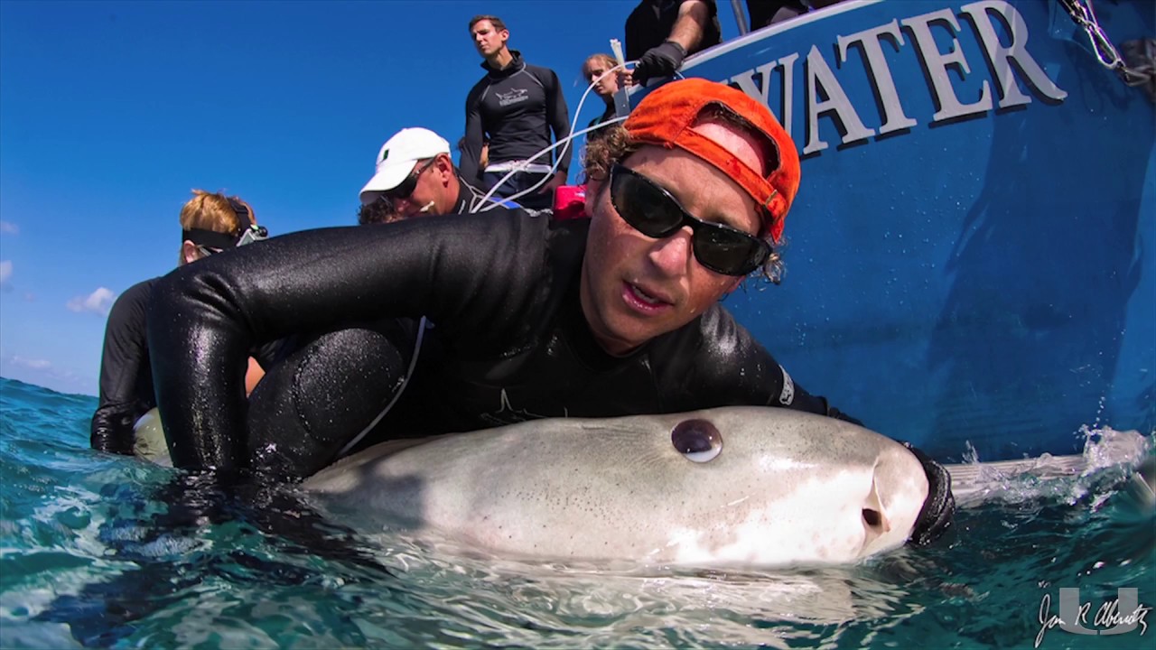 The University of Miami's Shark Guru