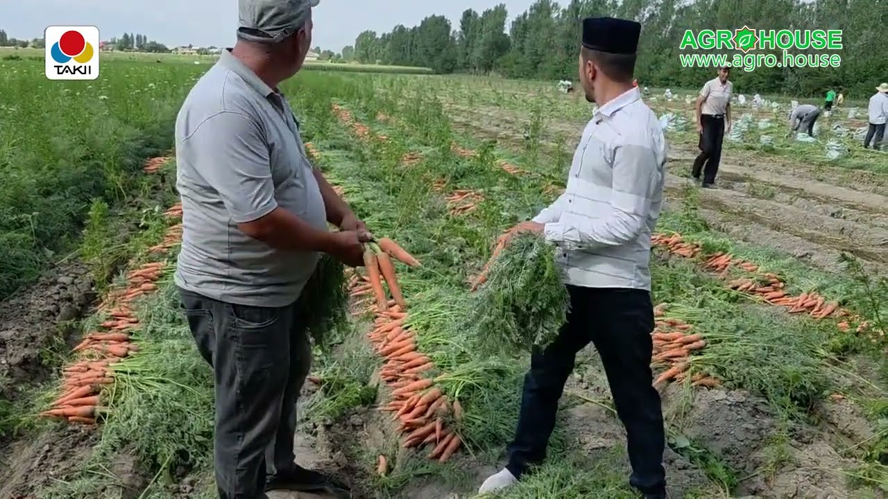 Sabzi yetishtirish.. Samarqand 2025 yil ochiq dala hosili .Olloh barakasini bersin.. Takii seed F1