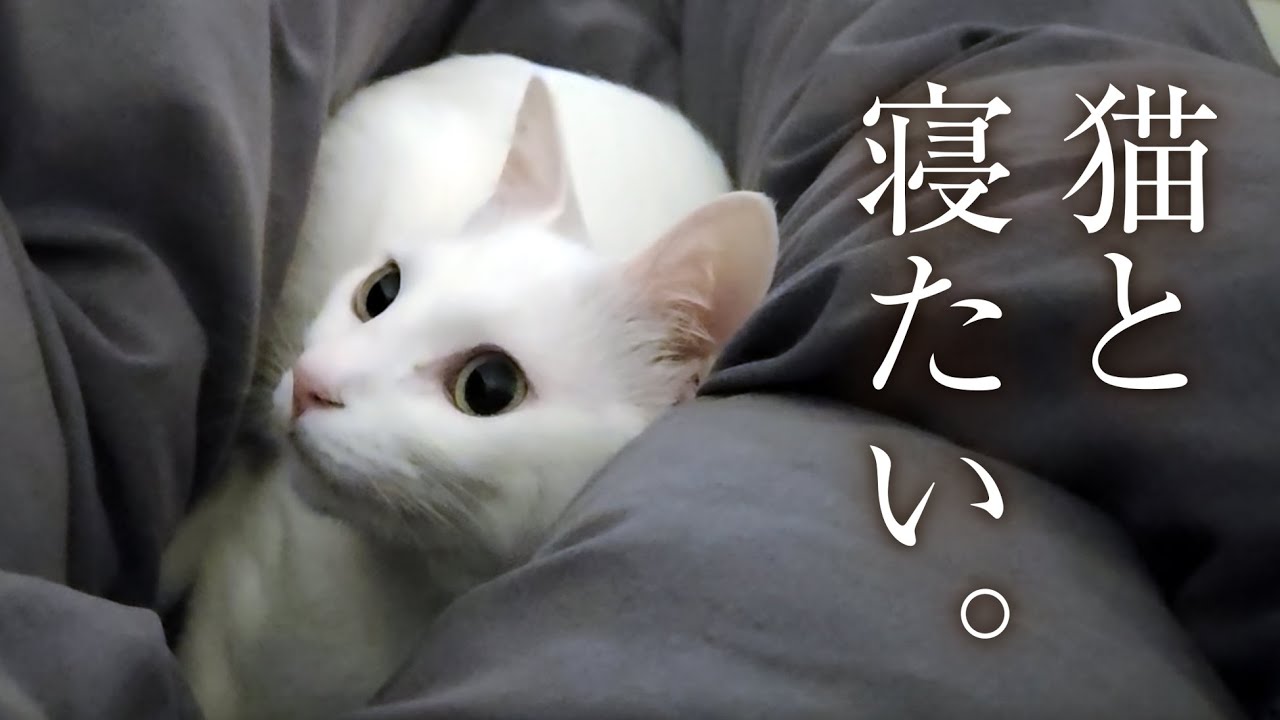 猫に布団を取られて凍えるオッサン。