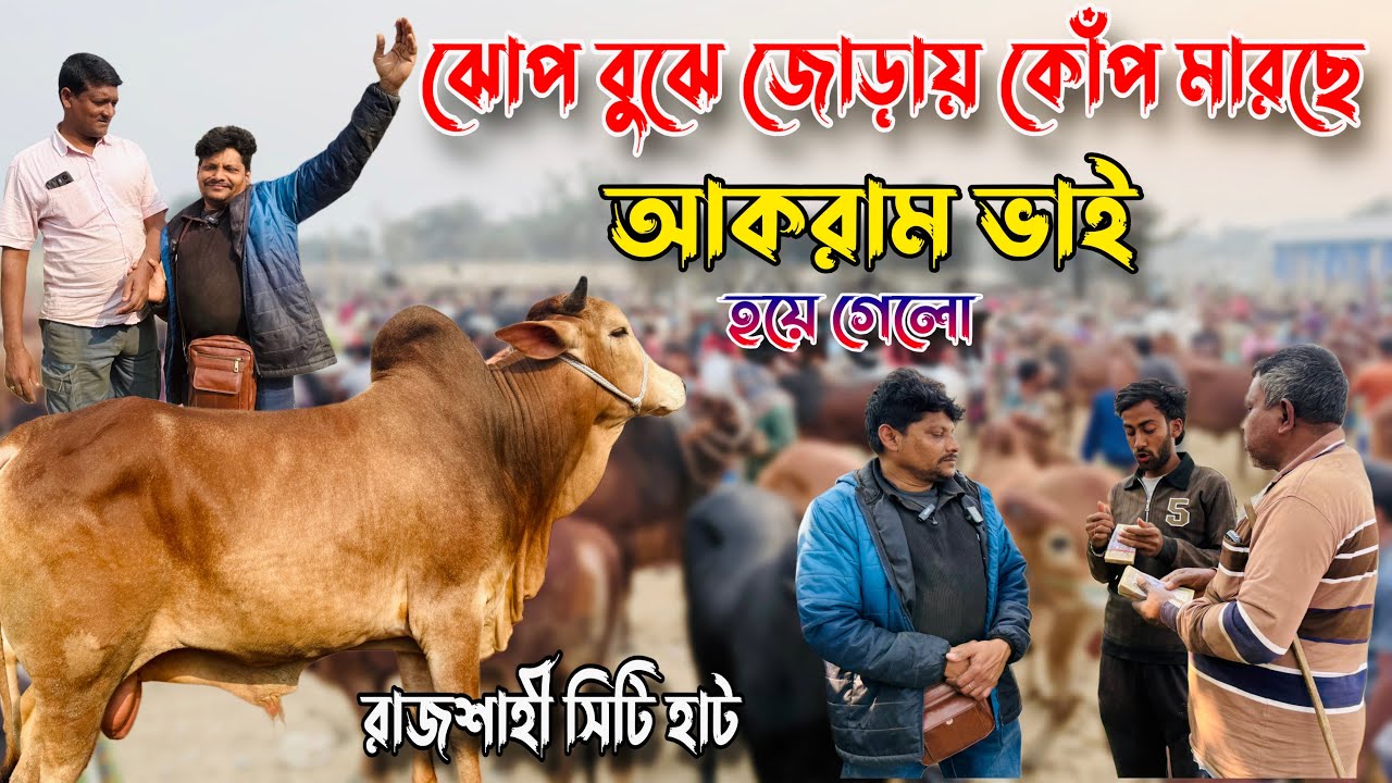 জোড়ায় থাবা🔥দাম বেশি বলে কম দামে কিনলেন গরু🔥আকরাম ভাইয়ের মাংসের গরুর দর দাম🔥রাজশাহী সিটি হাট 