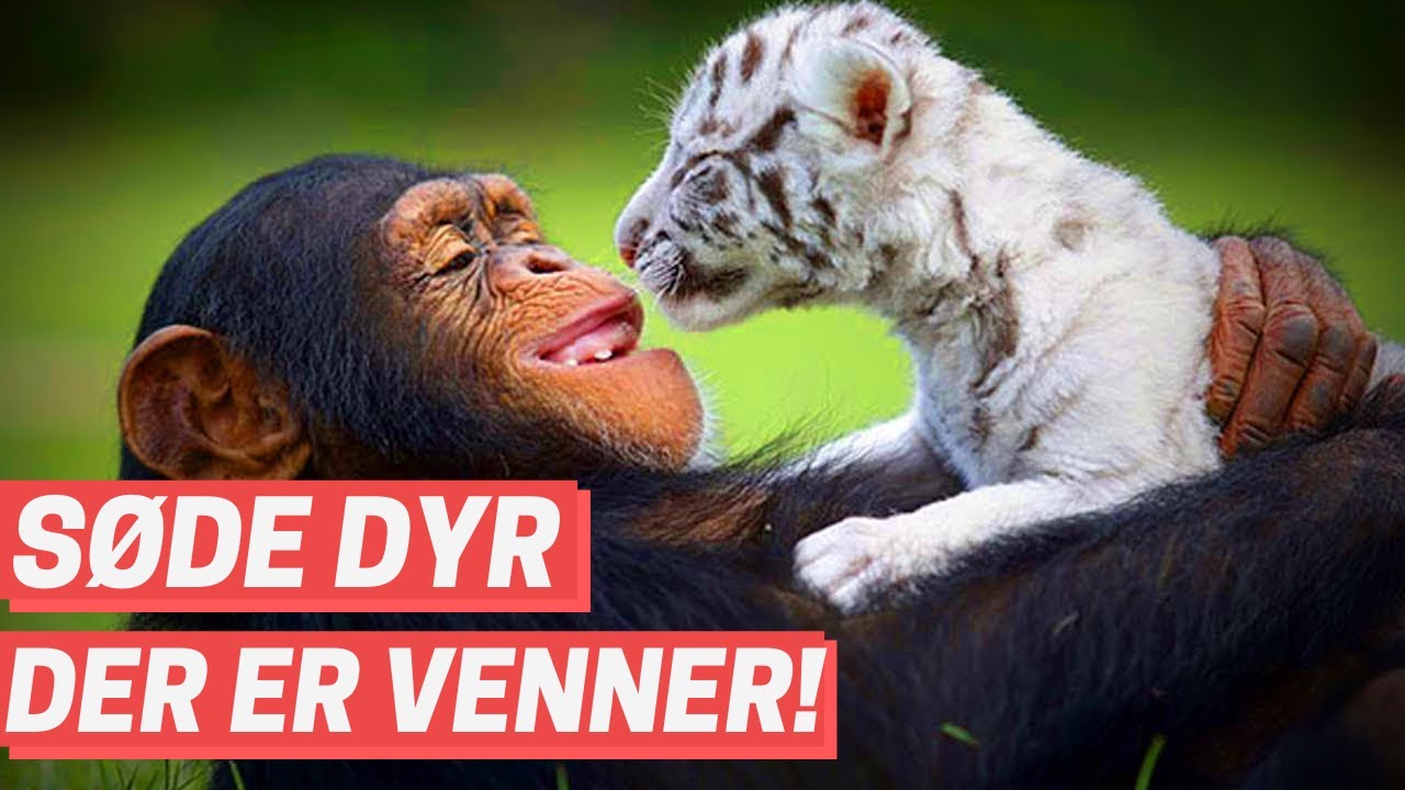 17 S&oslash;de og Nuttede Videoer om Dyr der er Venner!