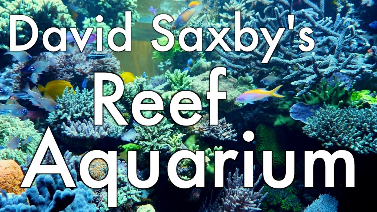 David Saxby's Reef Aquarium