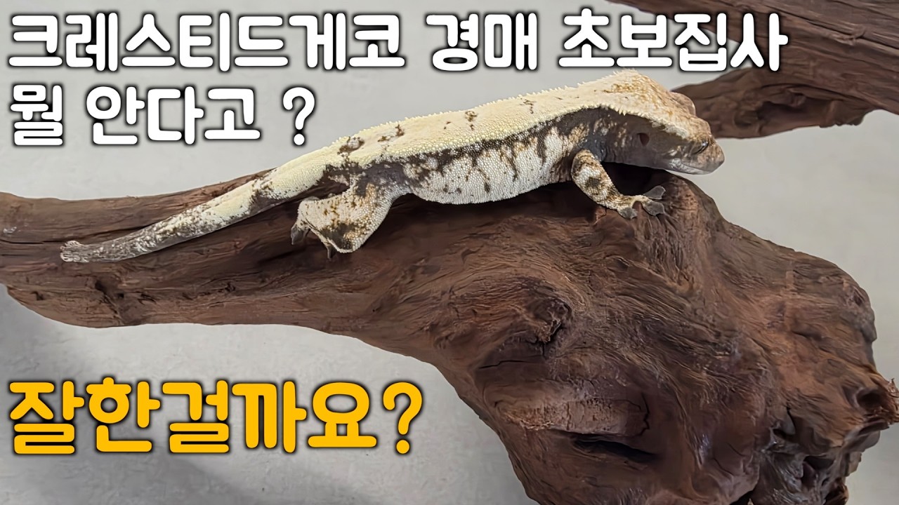 초보집사가 경매? 잘한걸까죠?