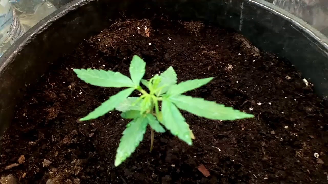 1)weed plant auto anesthesia + update