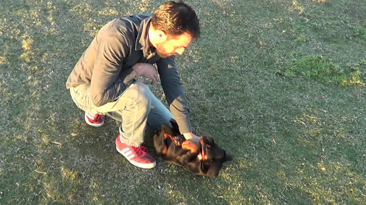 *COMO ELEGIR tù CACHORRO test de Campbell  mascota o perro de trabajo