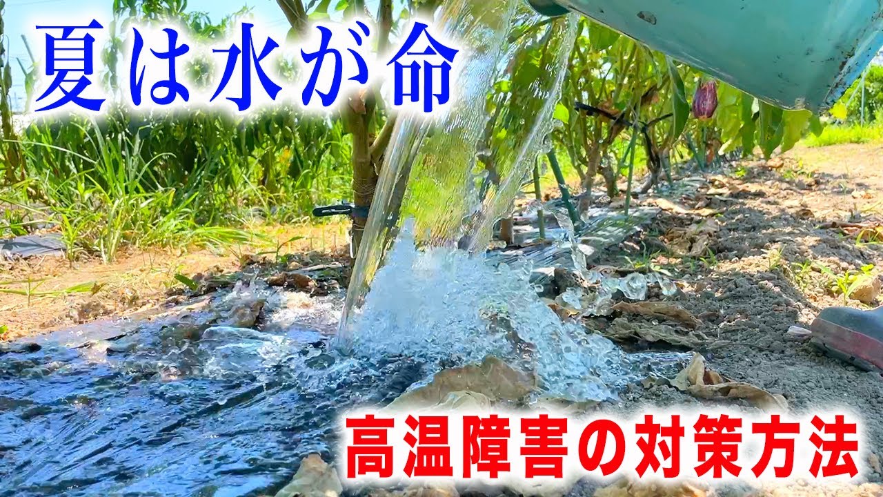 【暑さに負けない畑へ】高温障害を防ぐ野菜づくりの基本テクニック