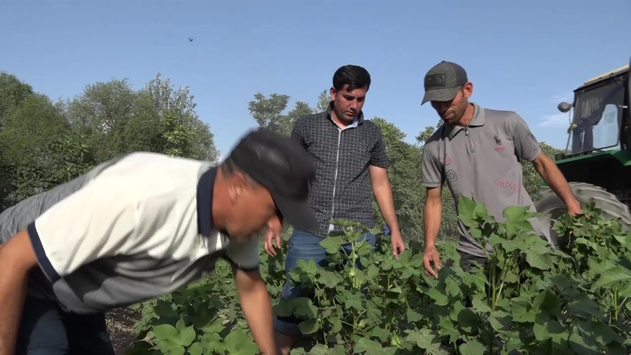 Пахта махсулоти стратеги