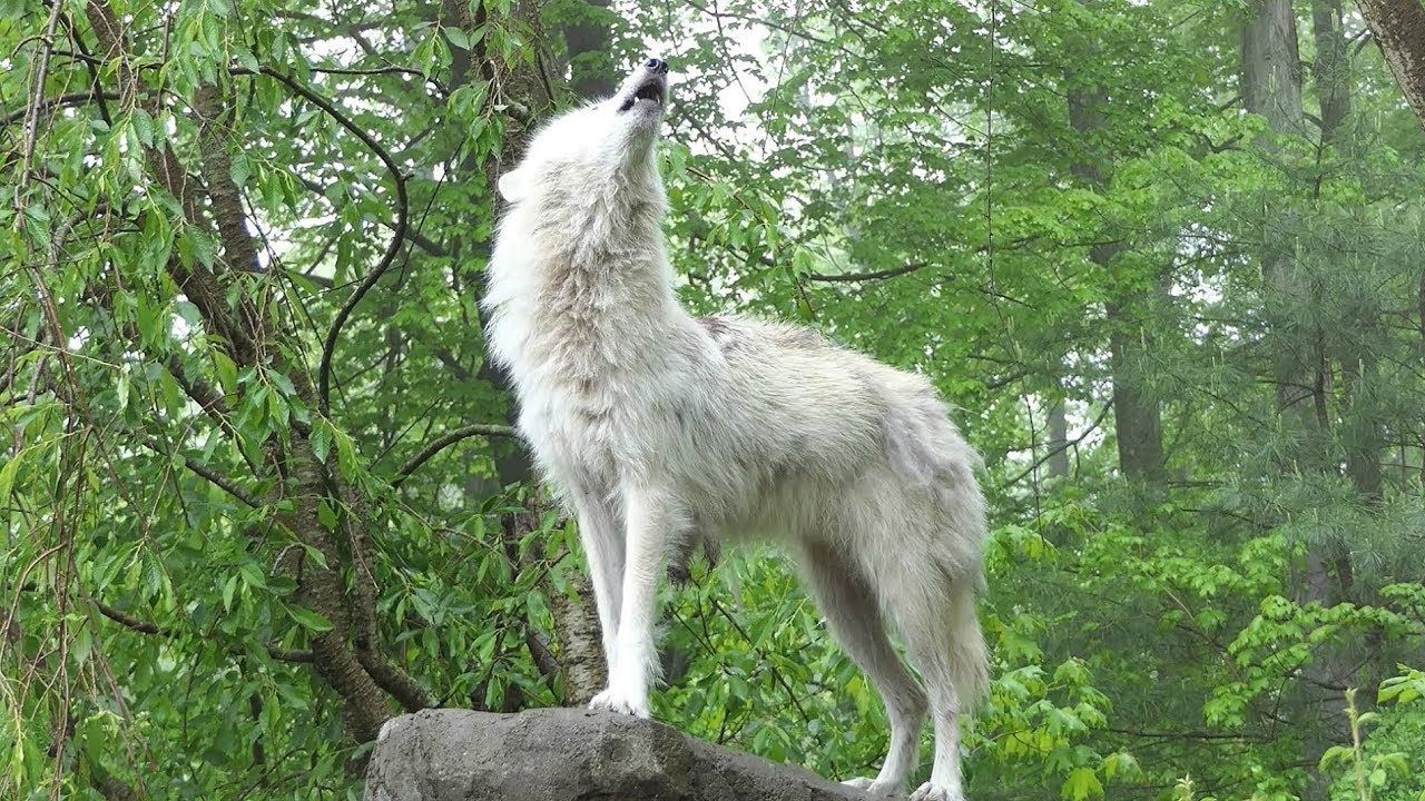 What 30 Wolves Howling Sounds Like