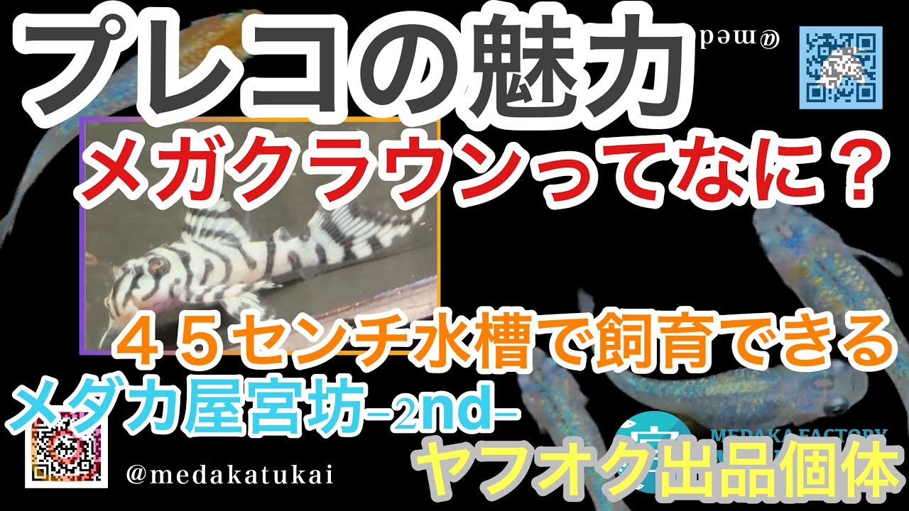【『つきみ堂』直撃！②】プレコの魅力！メガクラウンってなに？45センチ水槽でも飼育できる！【メダカ屋宮坊-2nd-ヤフオク出品個体】エメキン、ヒミツヘイキ