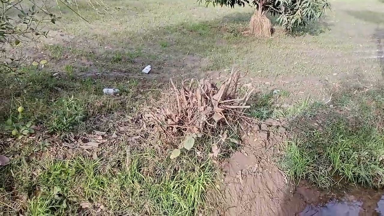Plants condition in winter(khizan men podon k halat)