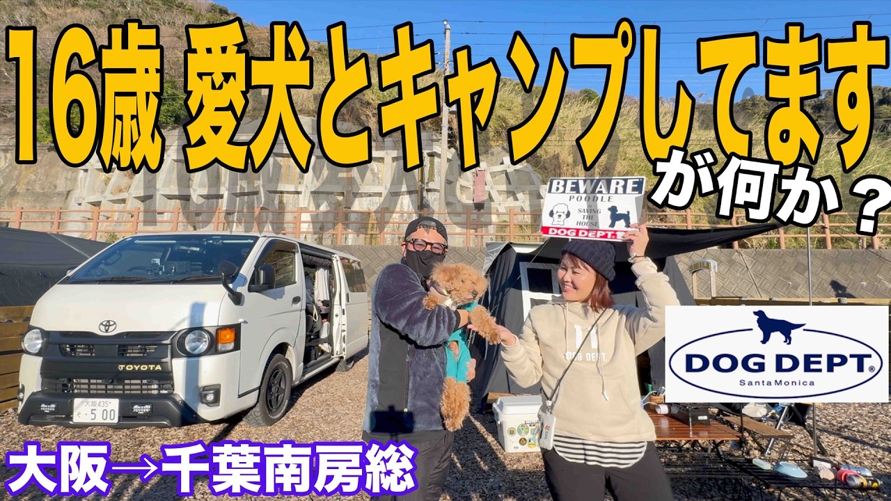 【16歳ﾄｲﾌﾟｰﾄﾞﾙ】愛犬長生きの秘訣はキャンプと信じている50代夫婦