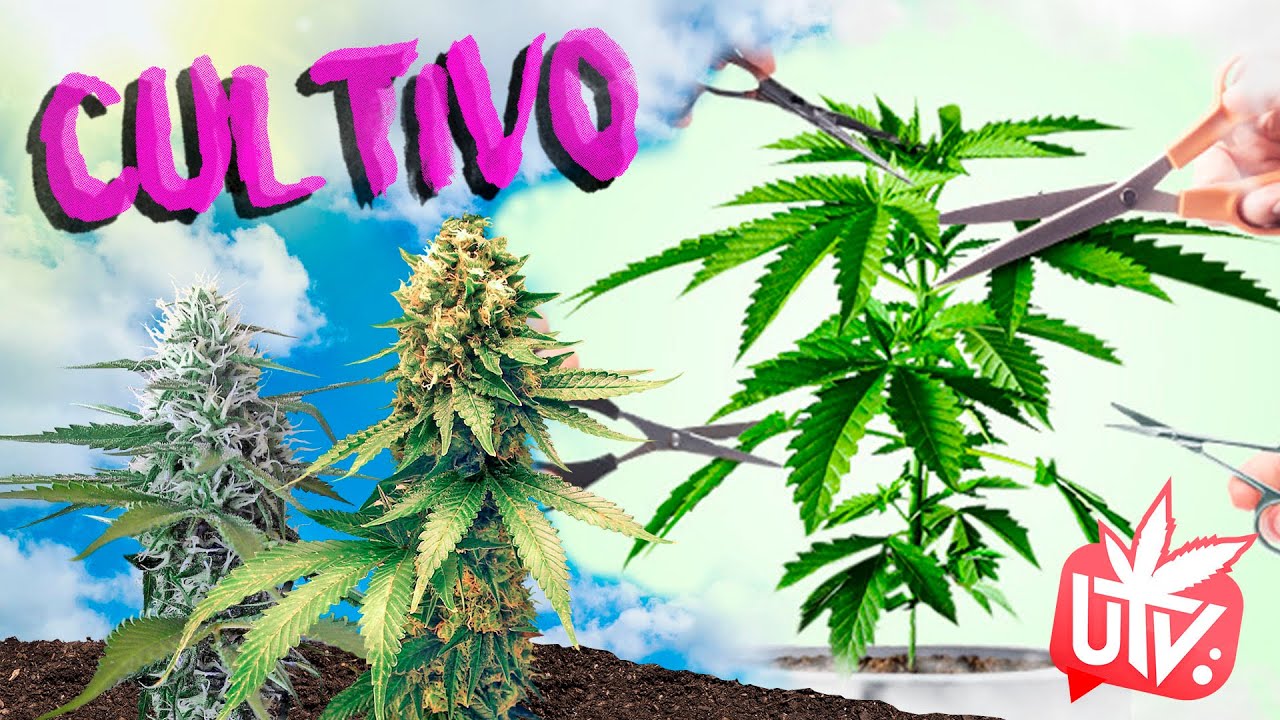 8 CONSEJOS para PODAR CANNABIS en INTERIOR