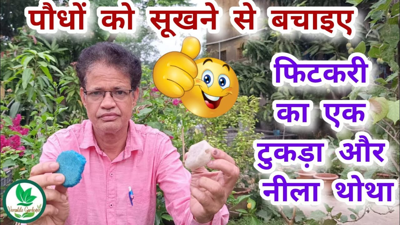फिटकरी एक टुकड़ा और नीला थोथा पौधे को सूखने से बचाएं | तना गलन तना का सूखना पौधे का सूखना