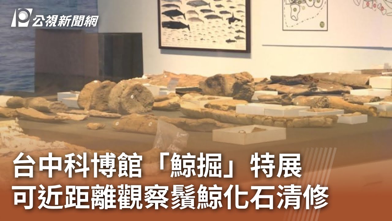 台中科博館「鯨掘」特展 可近距離觀察鬚鯨化石清修｜20250629 公視中晝新聞