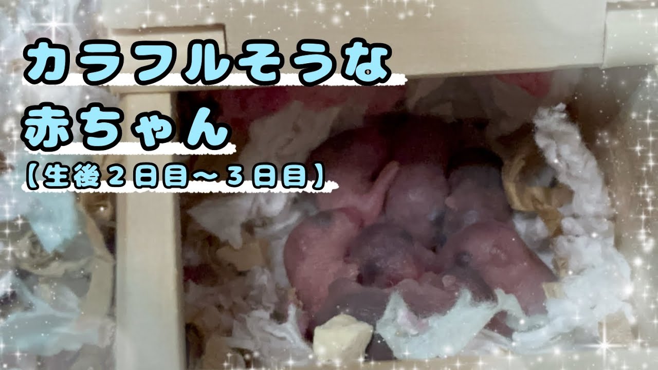 【生後２日目〜３日目】毛色が分かり始めて色とりどりな赤ちゃん〜ジャンガリアンハムスター