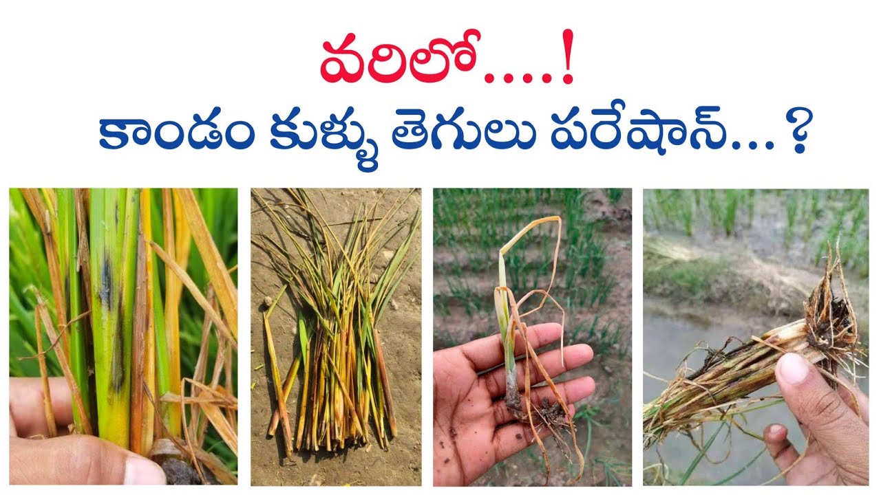 Paddy steam rot || వరిలో కాండం కుళ్ళు తెగులు @prasadagriculture
