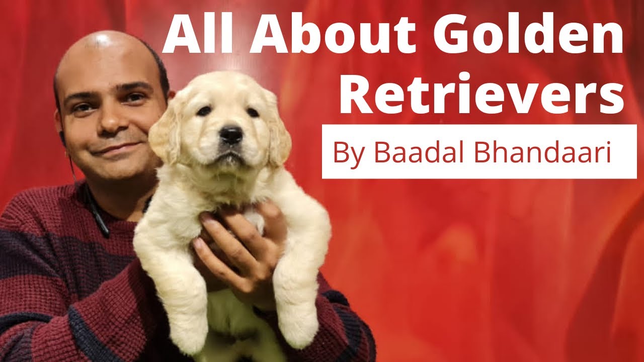 All About Golden Retriever | Pros & Cons Of Family Dog Breed | Benefits Of Puppy | Baadal Bhandaari