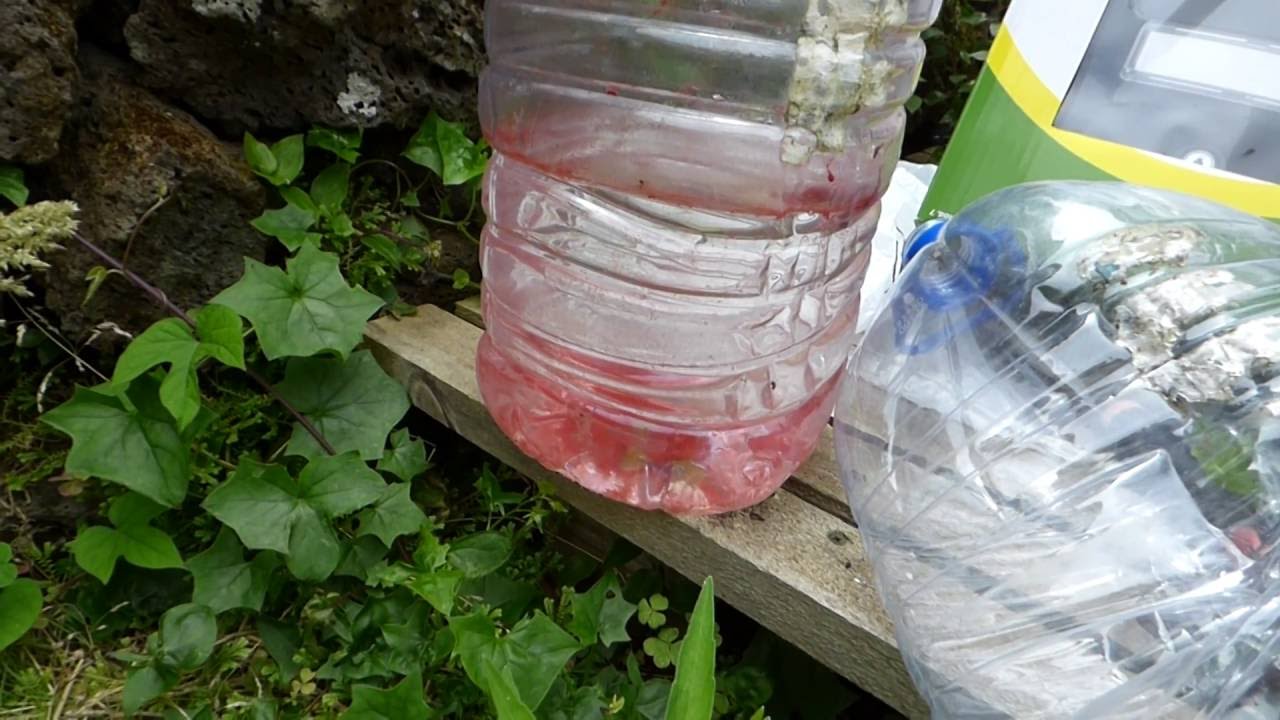 Biologische Waffe im Einsatz (Rotalgen), 12.07.2016, CTND