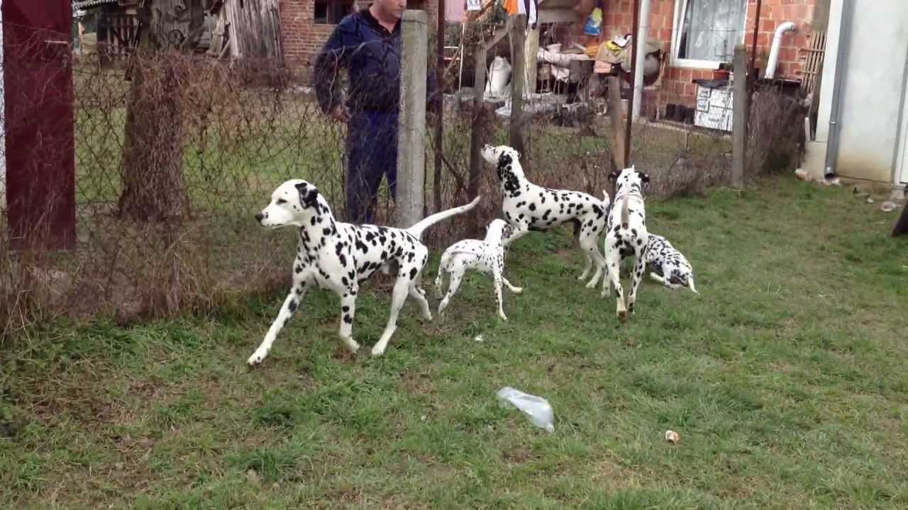 DALMATIAN PUPPIES (Croata Dals kennel)