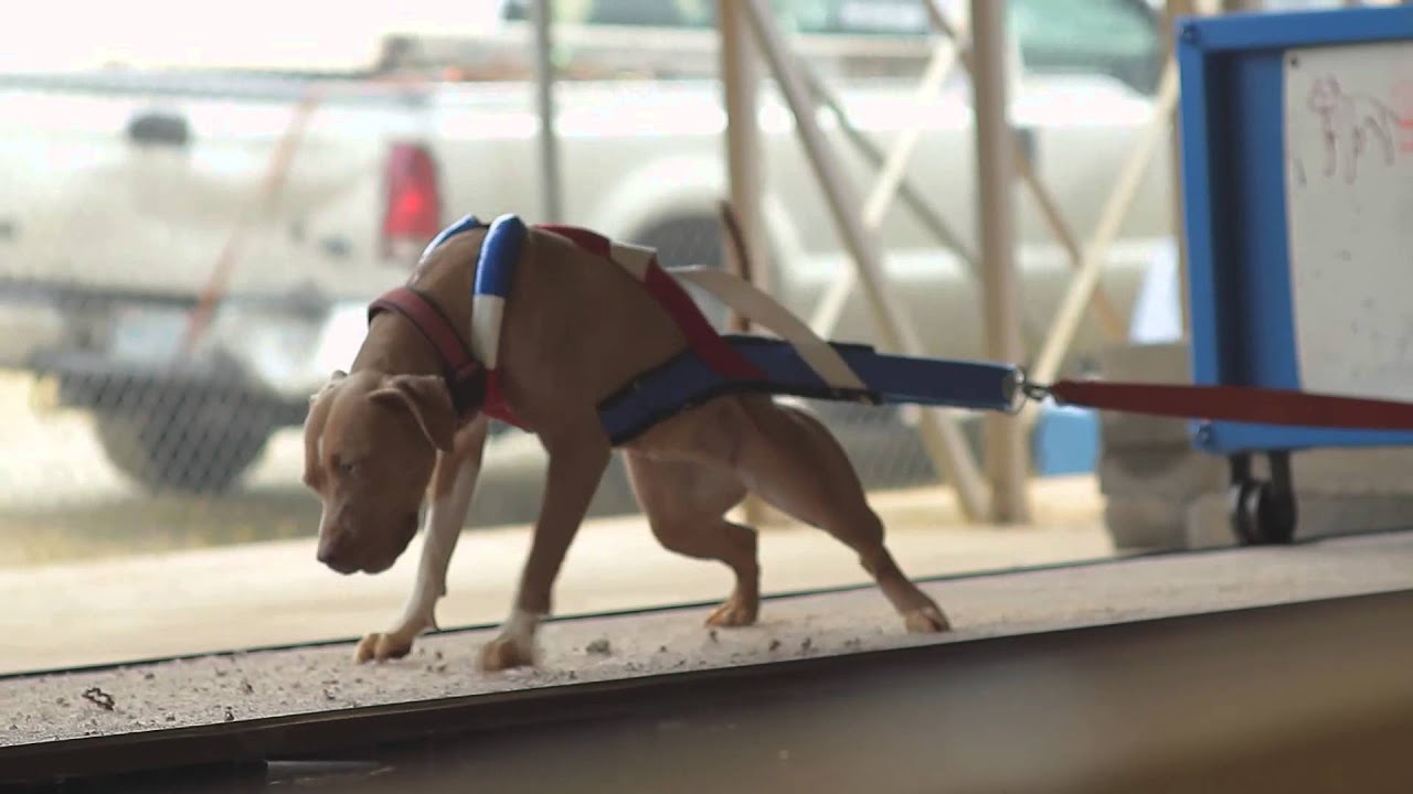 Pit Bull Weight Pull Documentary Teaser #1