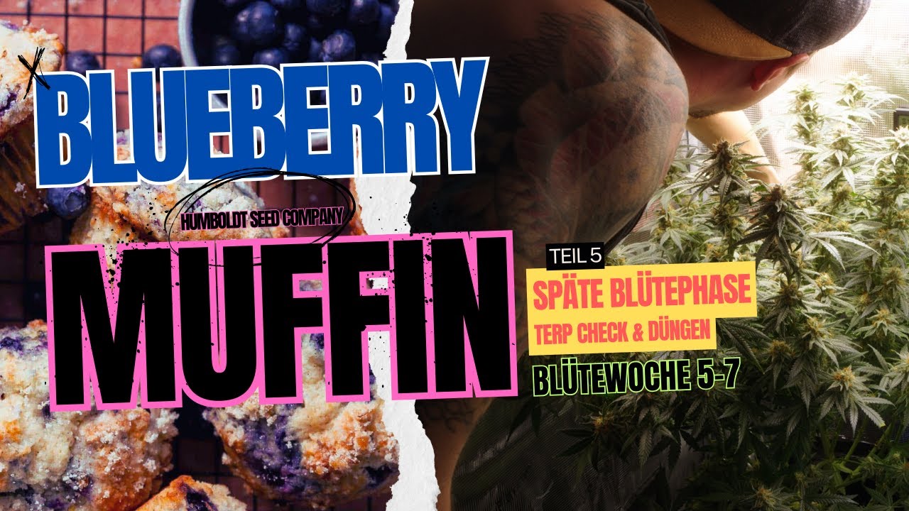 Humboldt Blueberry Muffin flowering week 5-7 - Problems with Spider Farmer Self Watering System?