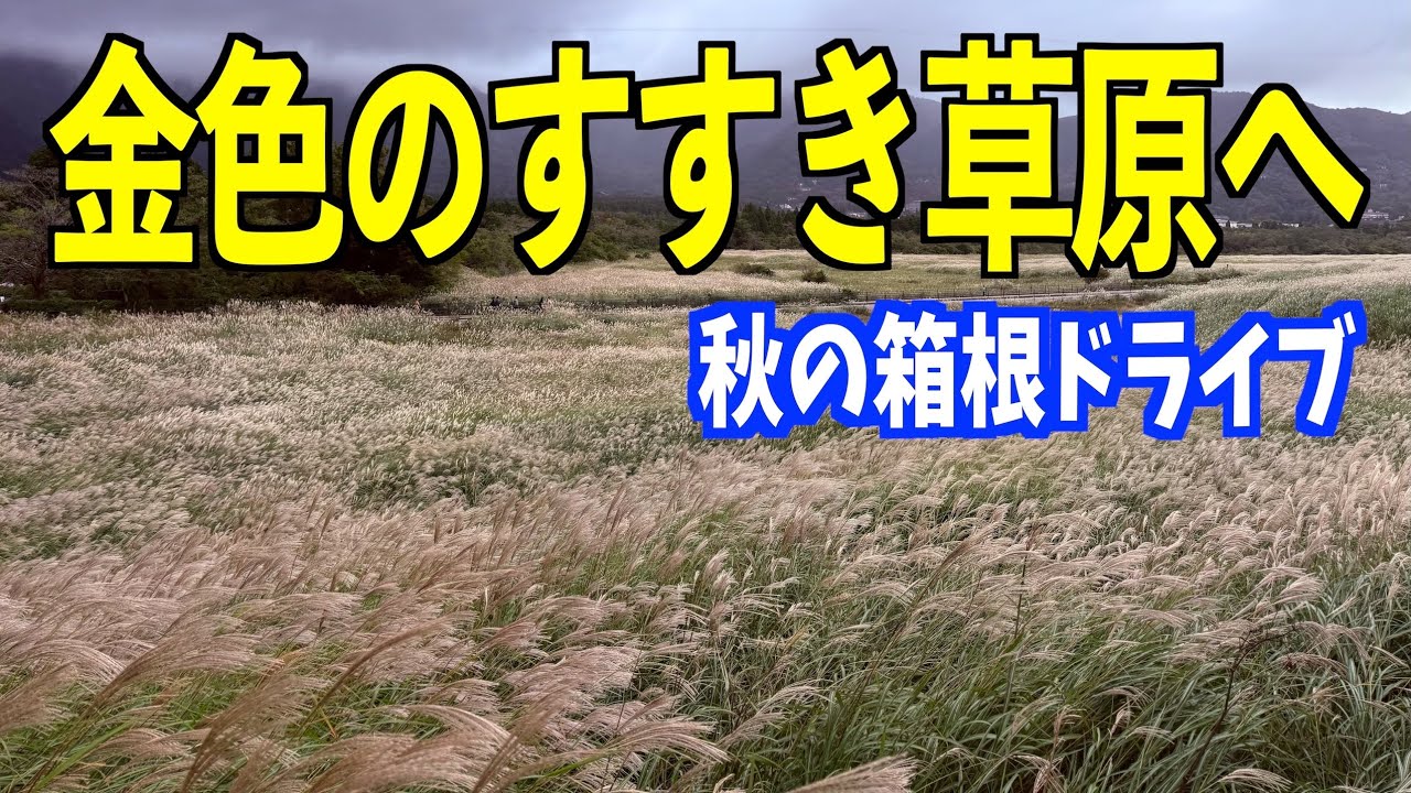 見渡す限り金色のすすき草原　人気スポットの箱根仙石原へ秋ドライブ