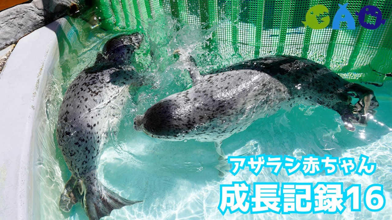 ２頭の赤ちゃんは子供プールで生活しています！【アザラシ成長記録16】