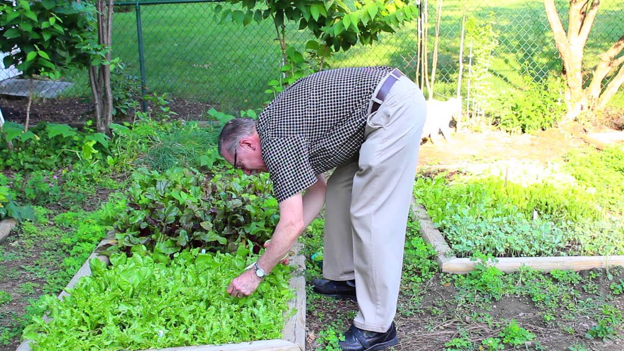 Ohio Native Plant Gardening Like a Pro