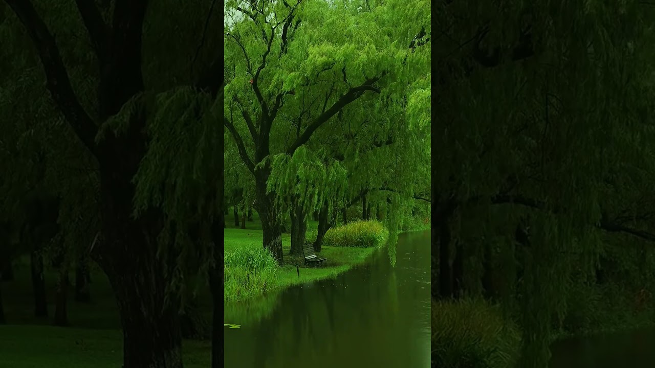 🌿 Serene Nature Escape  Relaxing Music for Peace & Tranquility 🌊✨