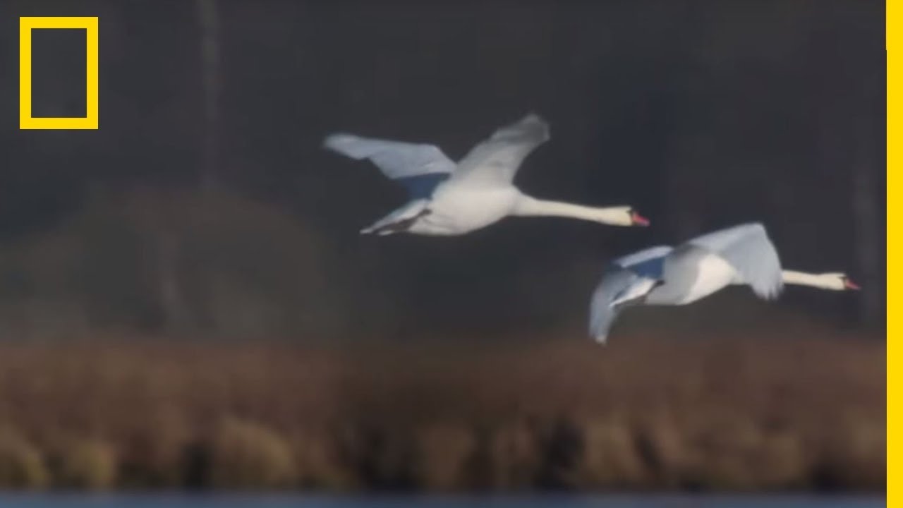 Les cygnes tombent amoureux pour la vie