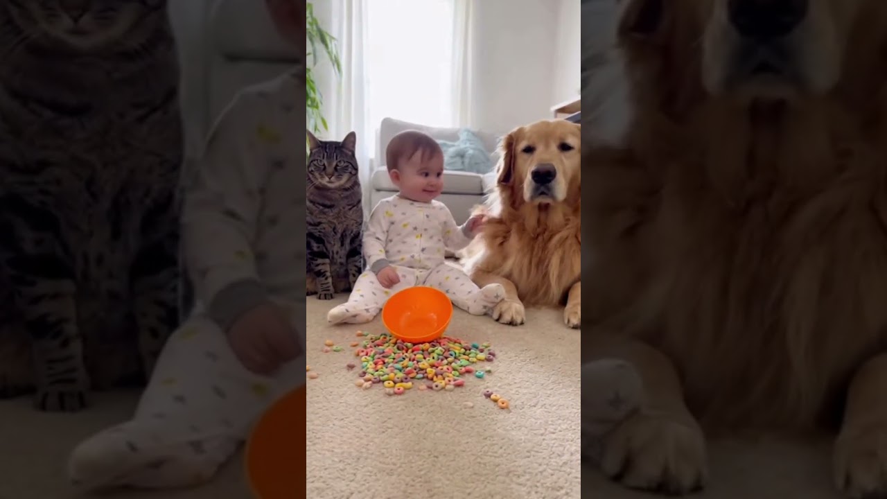 Baby Blames Dog for the Mess! 😂 Wait for it... #shorts