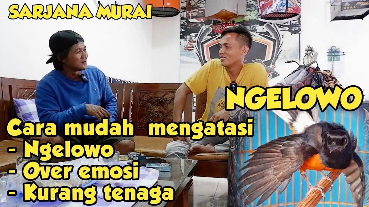ORANG INI MALAHAN SENANG BELI MURAI BATU NGELOWO 😮
