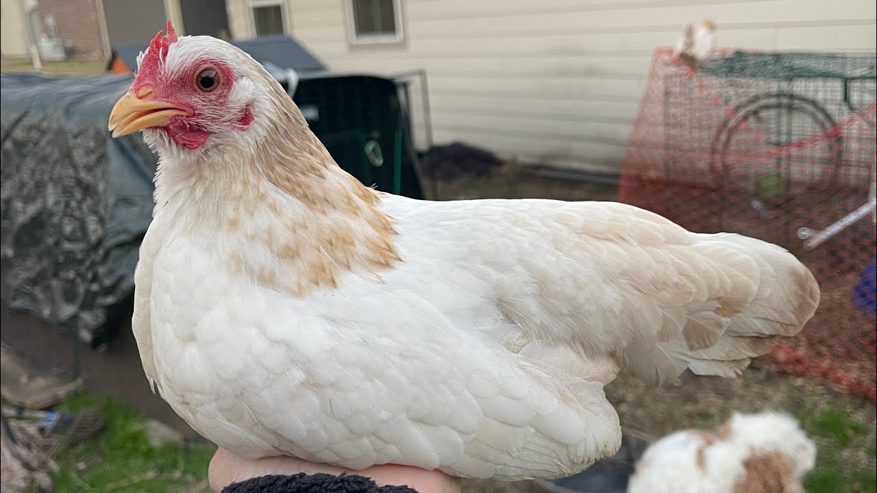 Realities of Chicken Keeping: Water Belly Edition 🐓