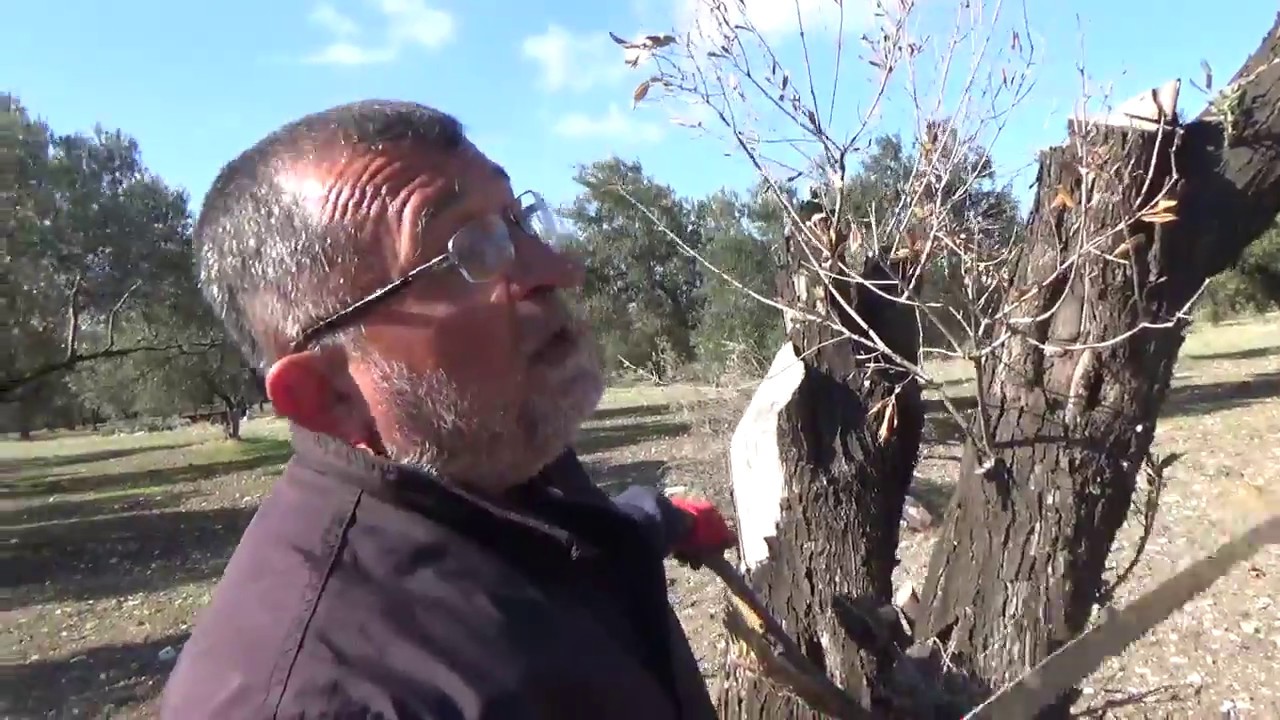 Aliağa - Zeytin Ağacı Kanseri - Kuruması -Verticillium, Vertisilyum, İlacı, Çözümü, İzmir