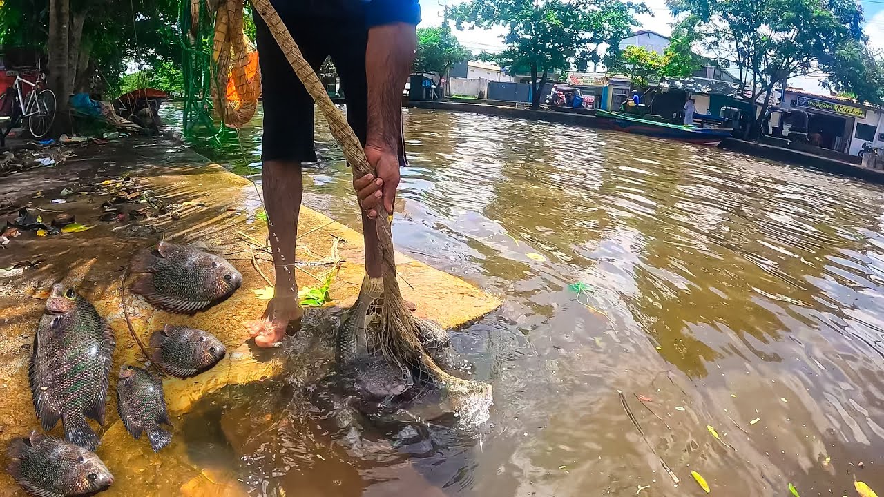 Wow! Traditional Cast Netting: Catching Big Korali in Flood Water.