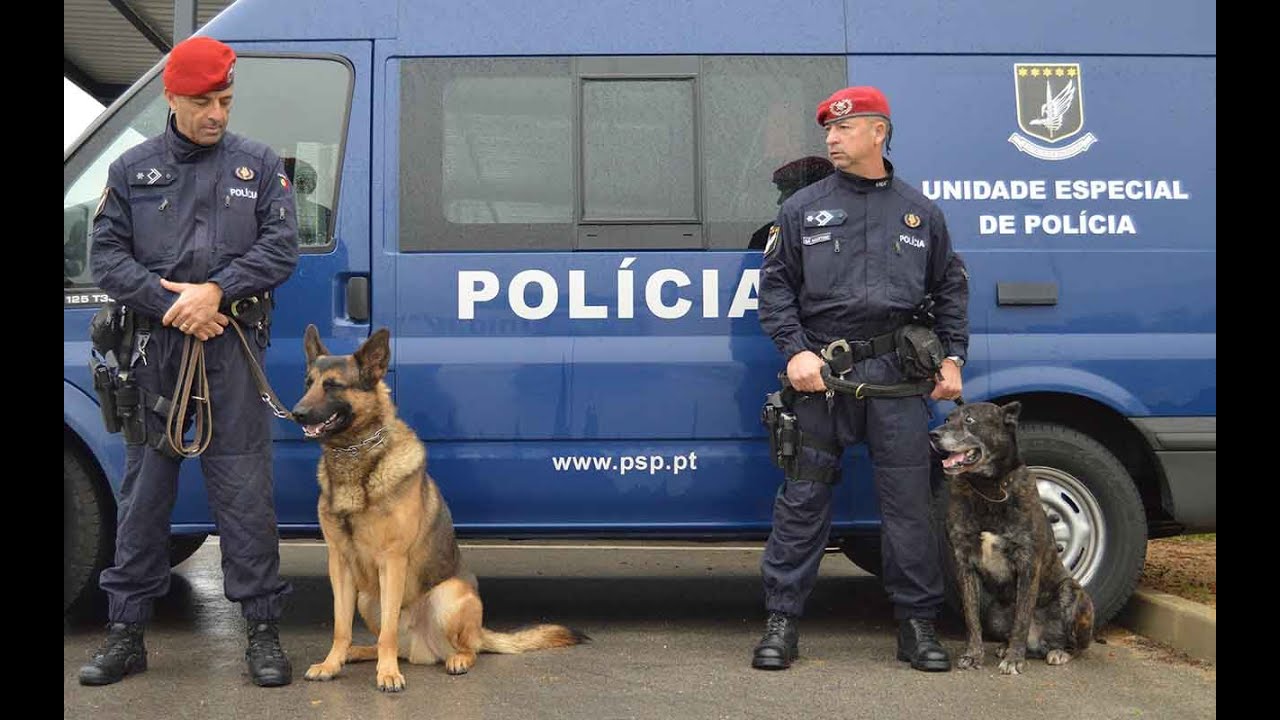 PSP TREINA CÃES PARA VÁRIOS CENÁRIOS