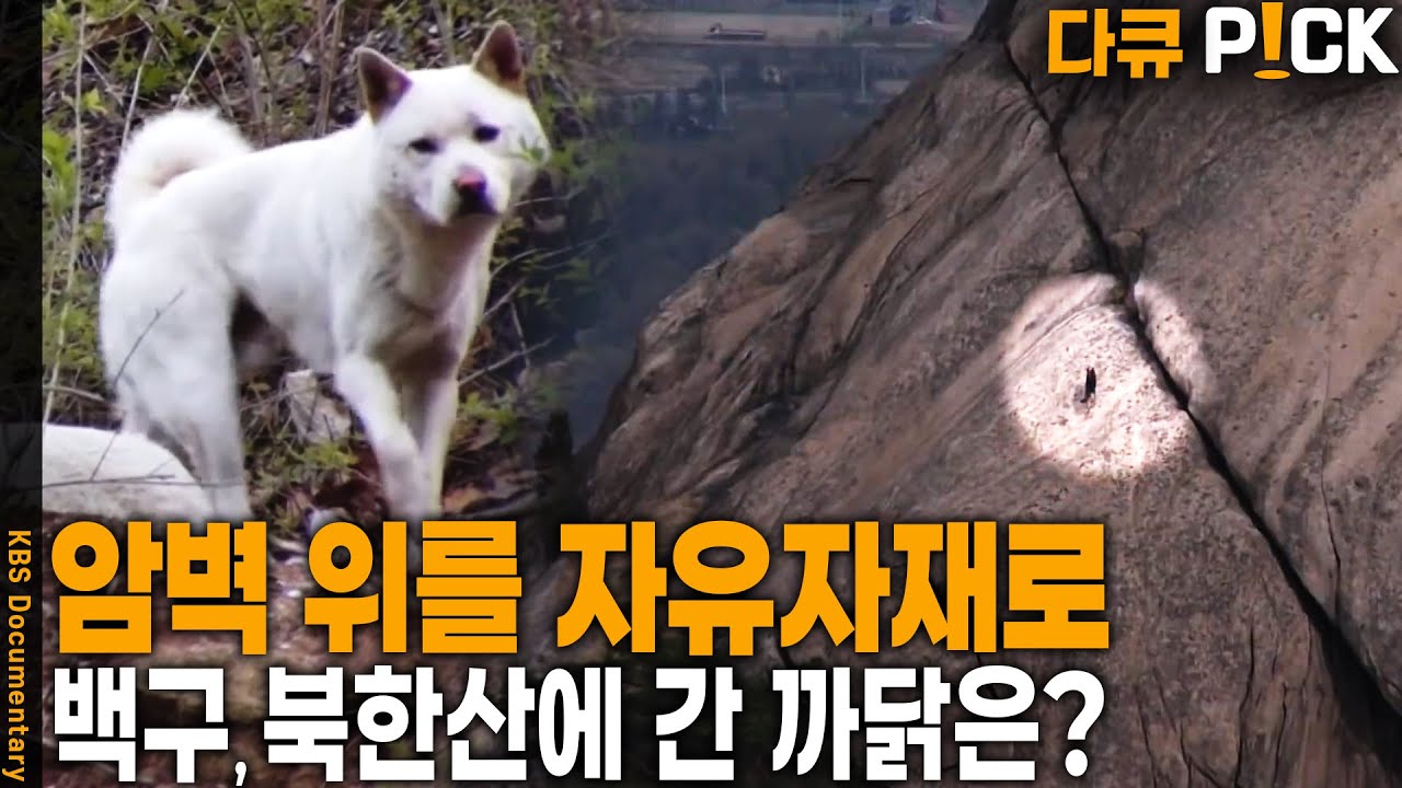 어떤 개들이 몇 마리나 사는 것일까? 북한산 꼭대기 백구의 비밀 | KBS 20120530 방송