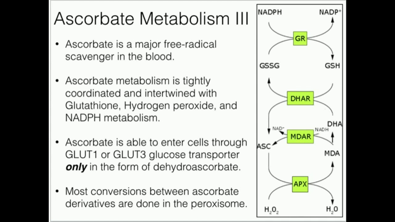 Vitamin C: Metabolism and Function