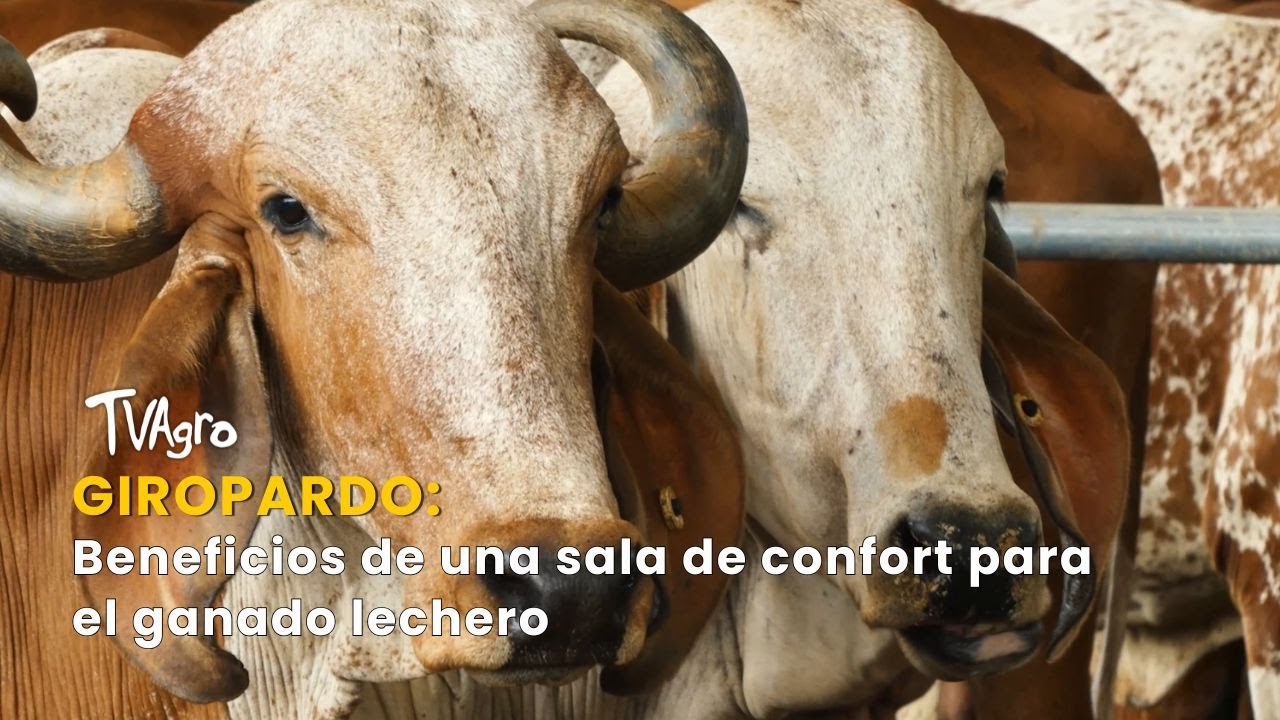 Giropardo: Beneficios de una sala de confort para el ganado lechero - TvAgro por Juan Gonzalo Angel