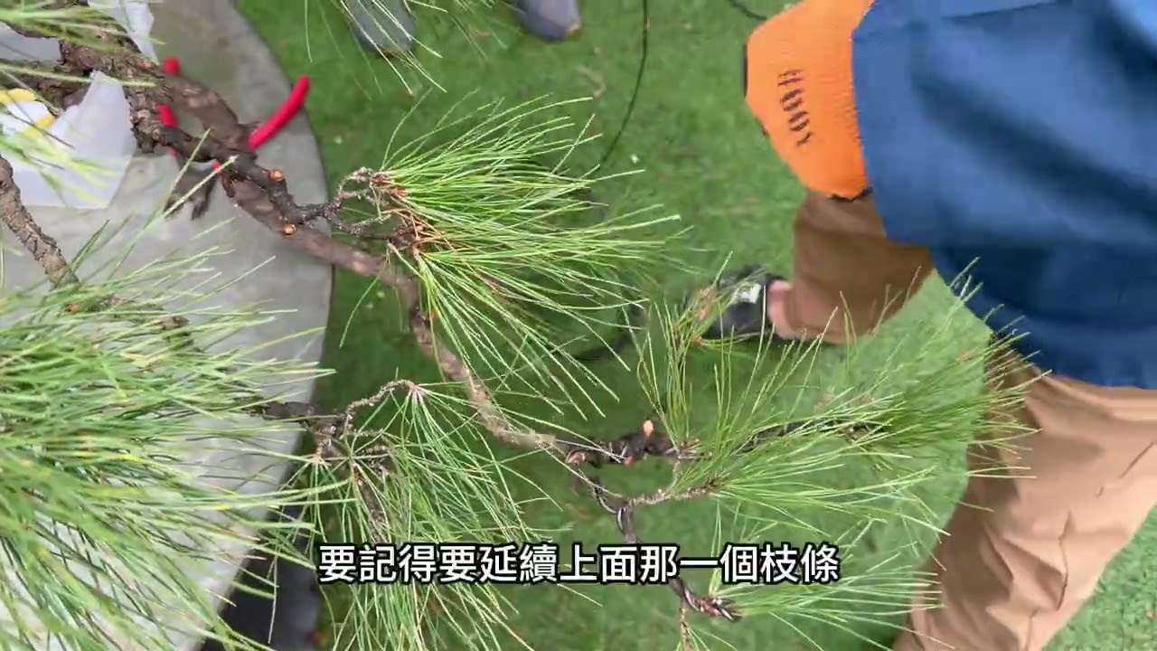 喜歡黑松的好朋友們趕快來~看林慶祥老師如何改造老黑松#林慶祥盆景藝術創作教學#Bonsai