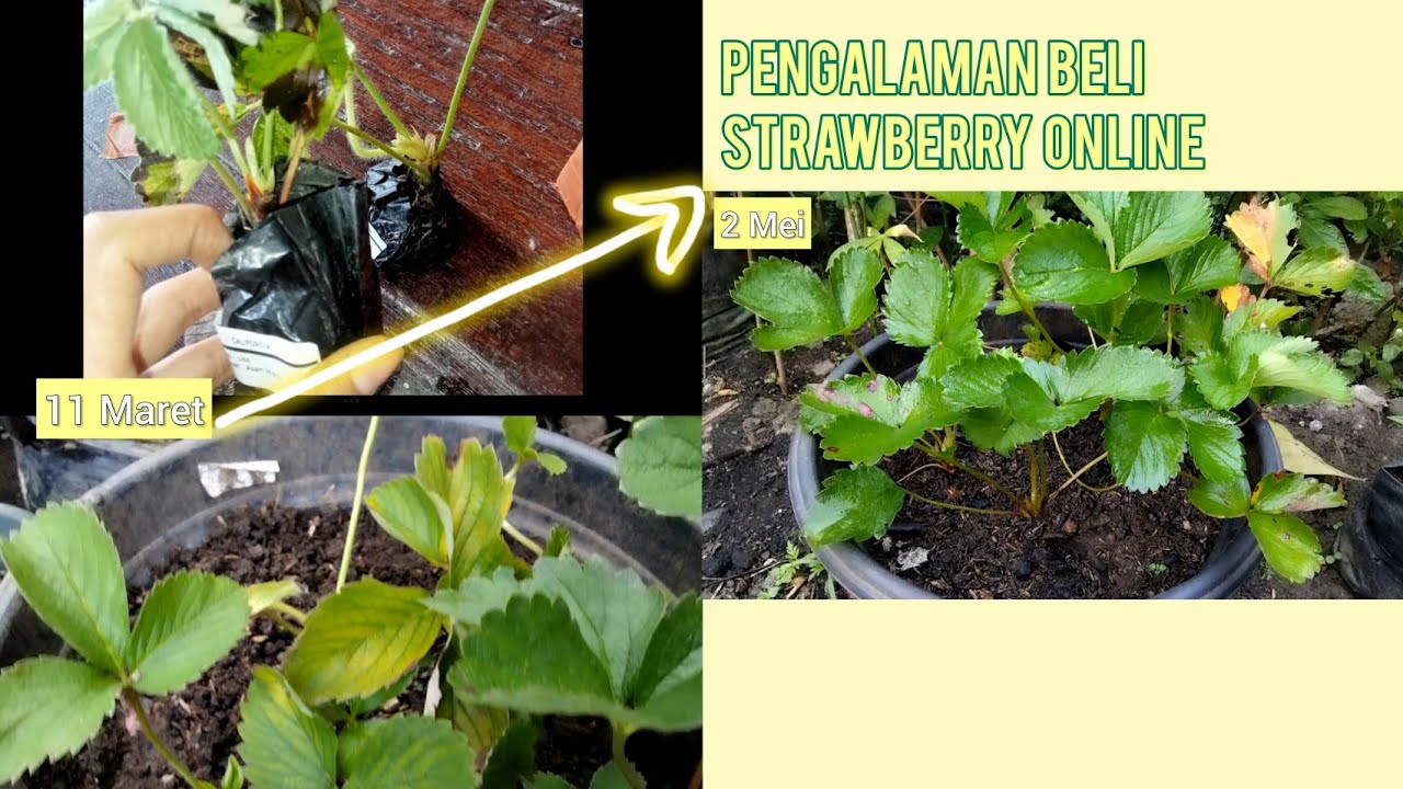 Beli Strawberry Online dan Kondisinya Setelah Dua Bulan