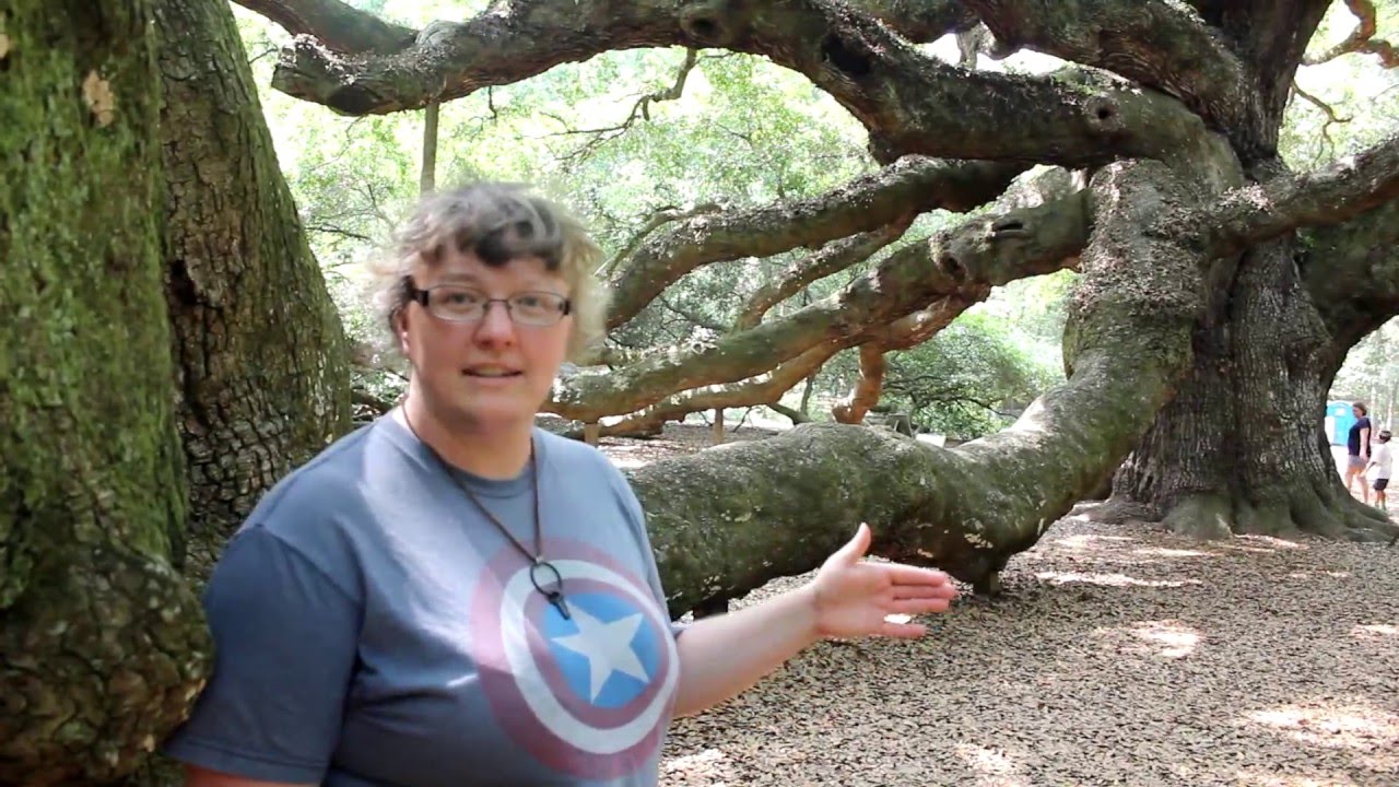 Charleston South Carolina | Angel Oak Tree Explore Johns Island
