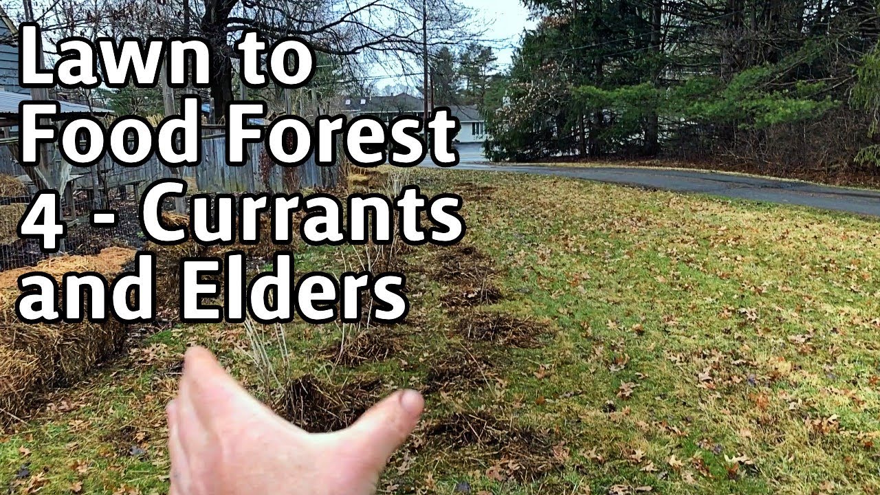 Lawn Into Food Forest - 4 - Currants and Elder Row